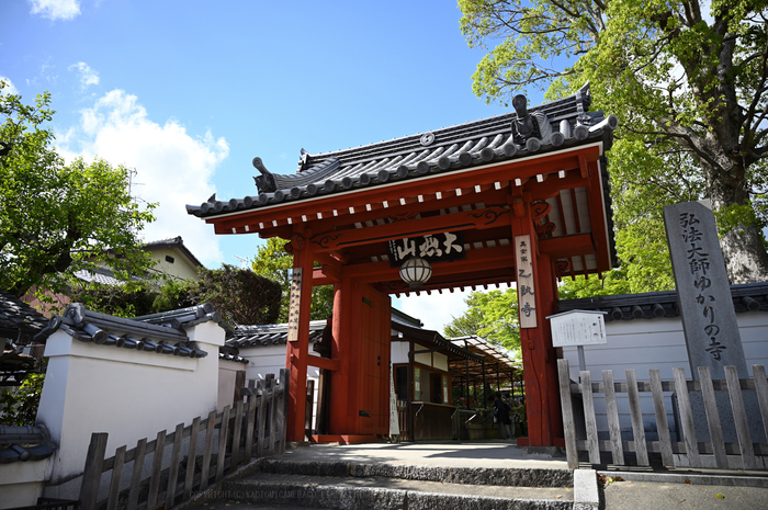 京都 乙訓寺のぼたんと長岡天満宮のキリシマツツジ 2019 京都 乙訓寺のぼたんと長岡天満宮のキリシマツツジ 2019